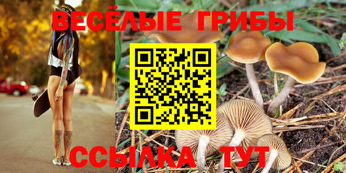 Галлюциногенные грибы GOLDEN TEACHER  Вход с VPN  Псилоцибиновые грибы прущие грибы  закладка  Каменка 